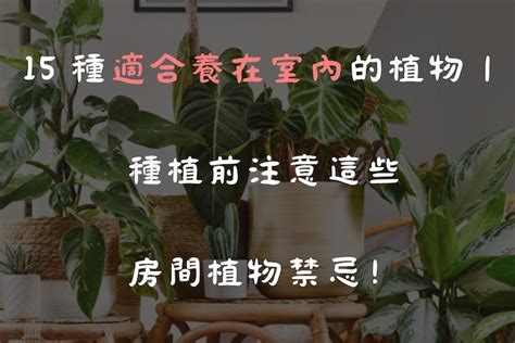 養什麼|15 種適合養在室內的植物｜種植前注意這些房間植物 